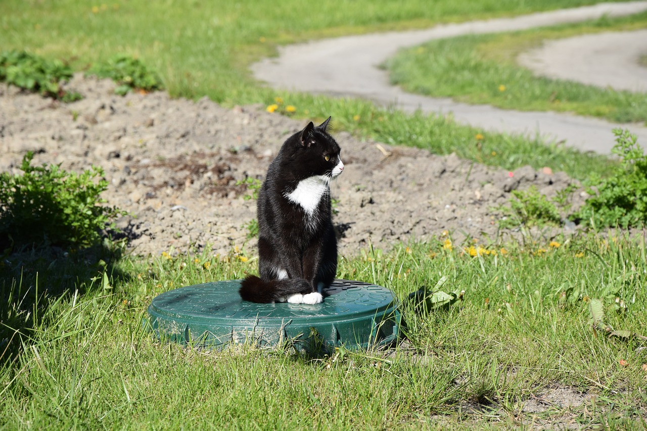 The Philosophy of Science in Vet Medicine